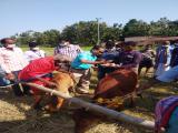 Calf rally & farmer felicitation organized by BAIF